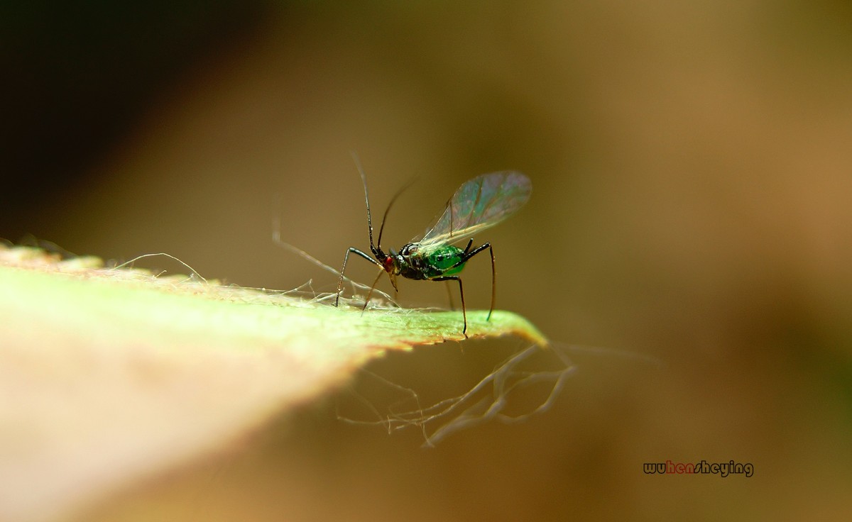 微观昆虫世界之[29]