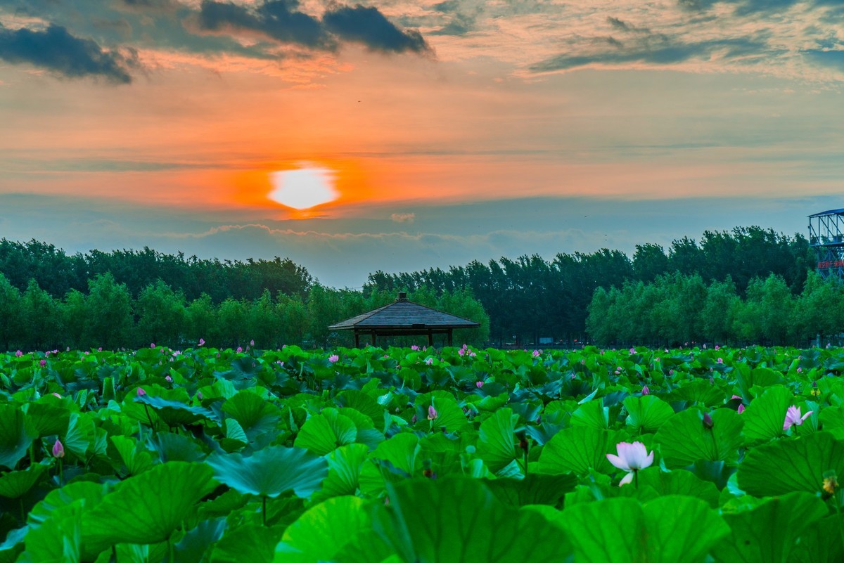 柳壕湿地公园之十四荷塘晨曲三
