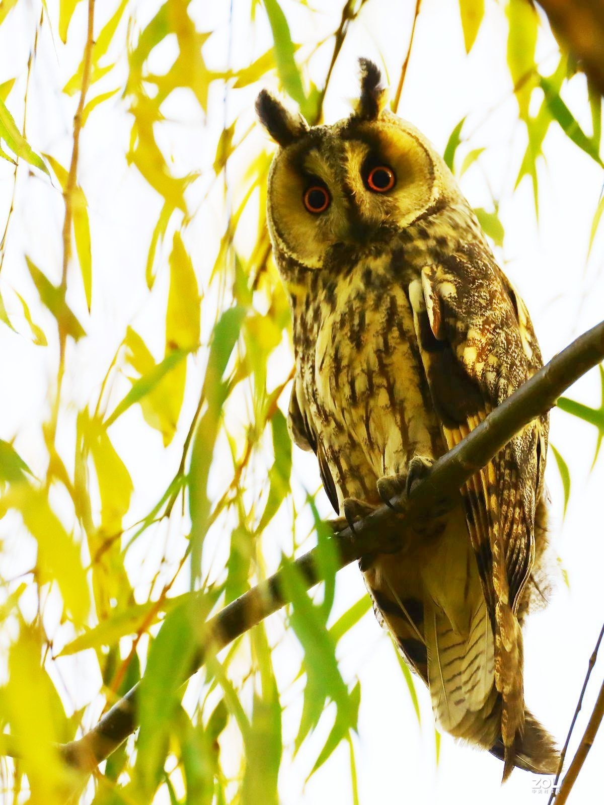 请注意文明拍鸟，我在盯着你呢！