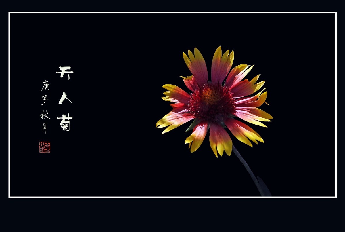 漂亮的天人菊