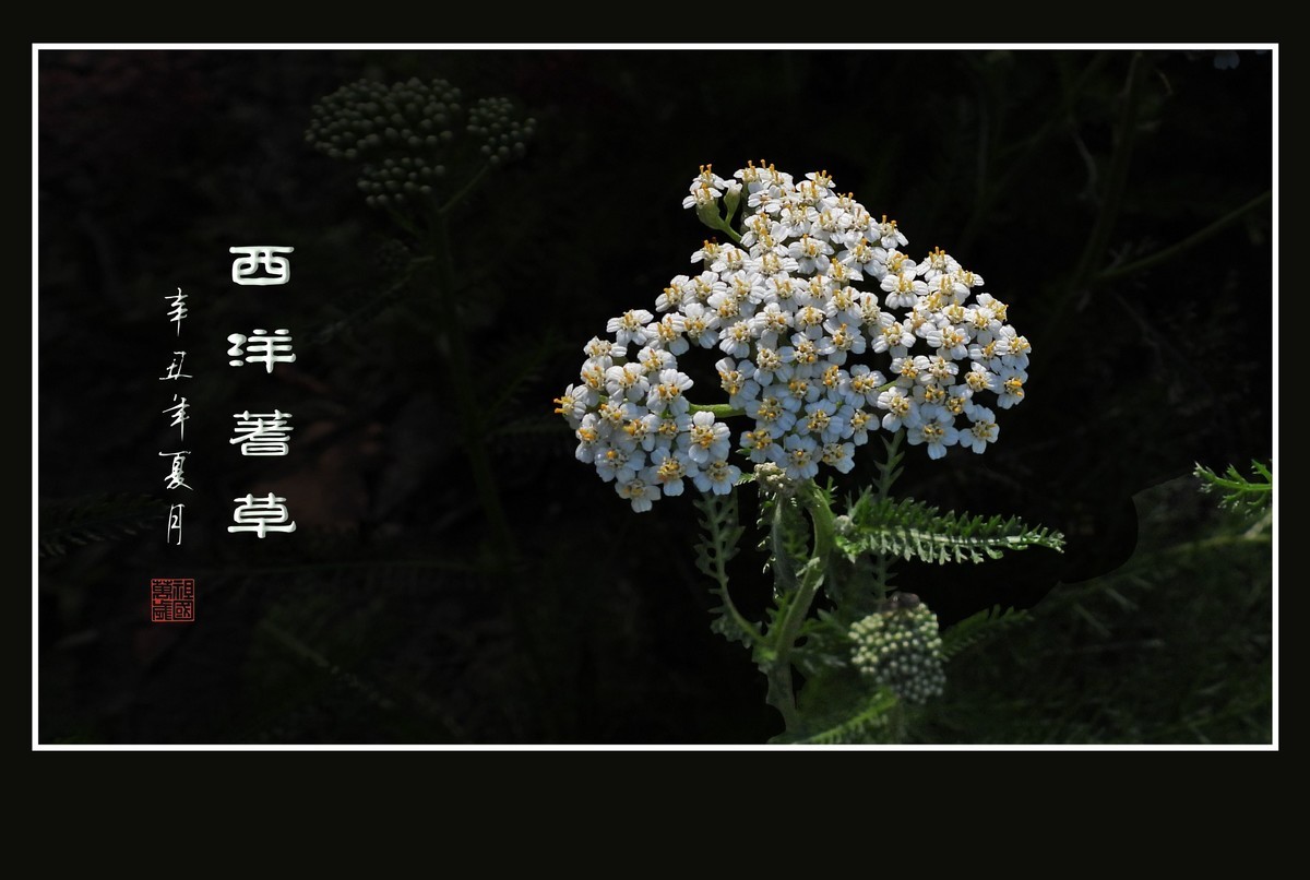 花团锦簇的西洋蓍草花