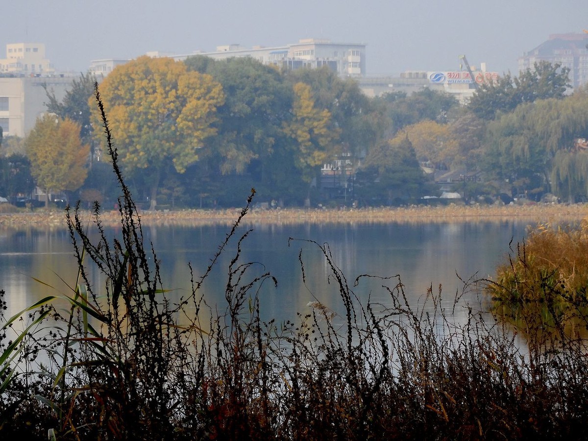 城 市 湿 地 秋 色-------。