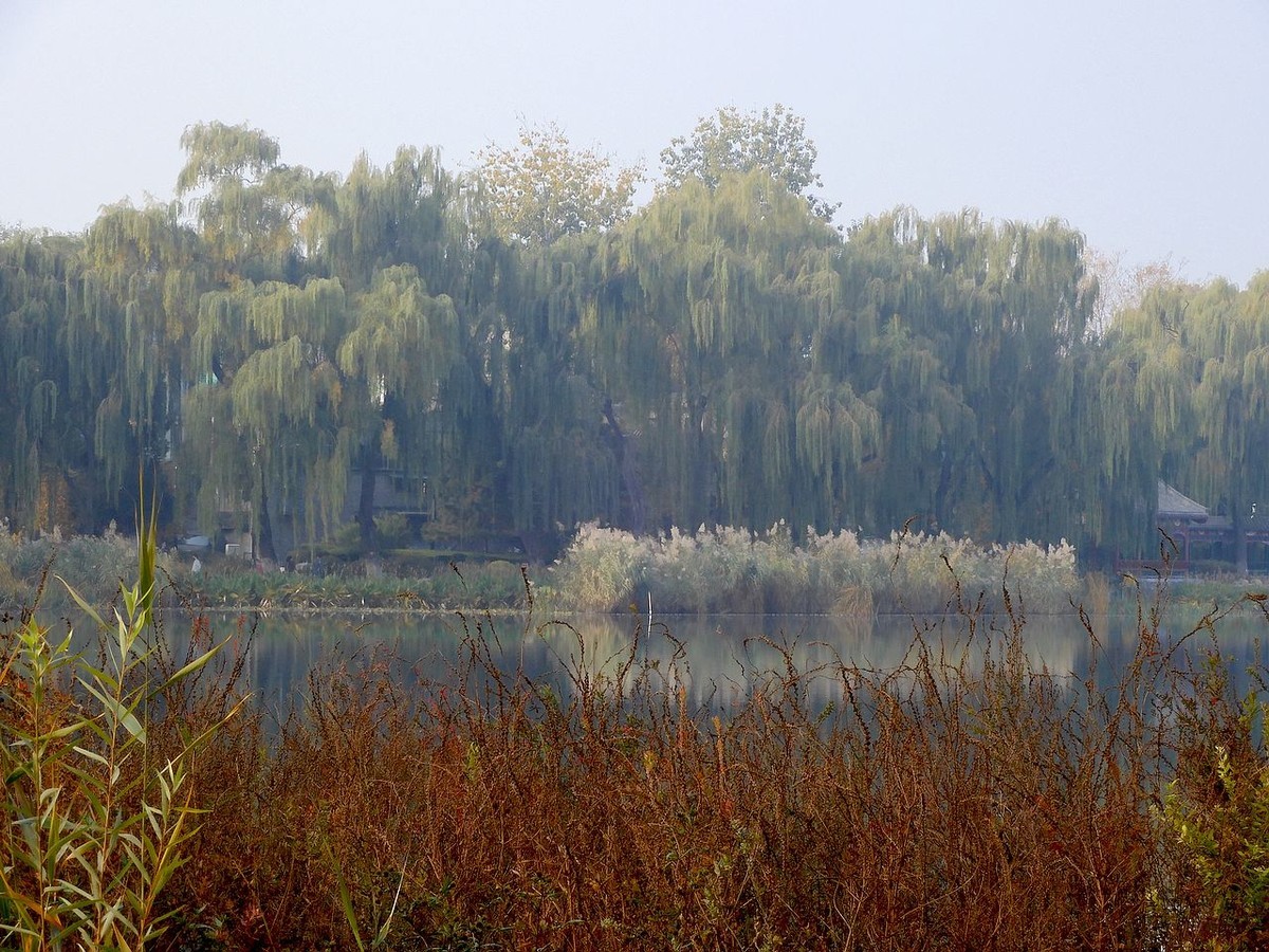 城 市 湿 地 秋 色-------。
