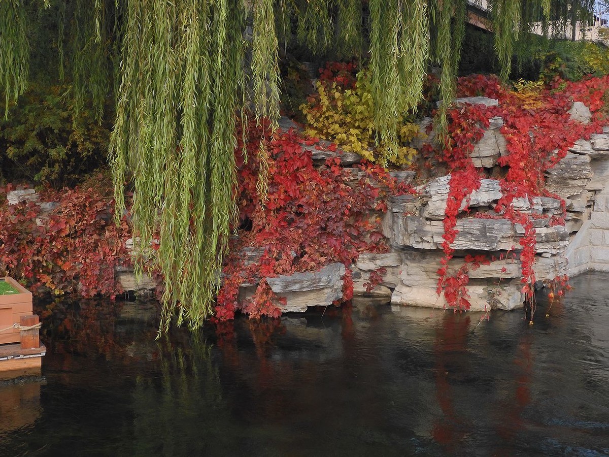 城 市 湿 地 秋 色-------。