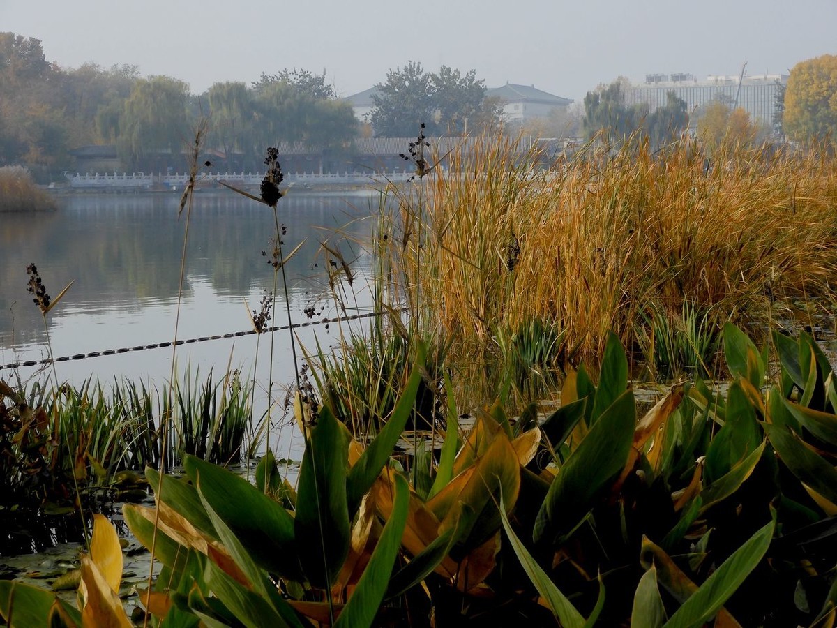 城 市 湿 地 秋 色-------。