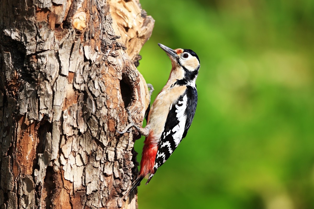 翠鸟。。。蓝歌鸲