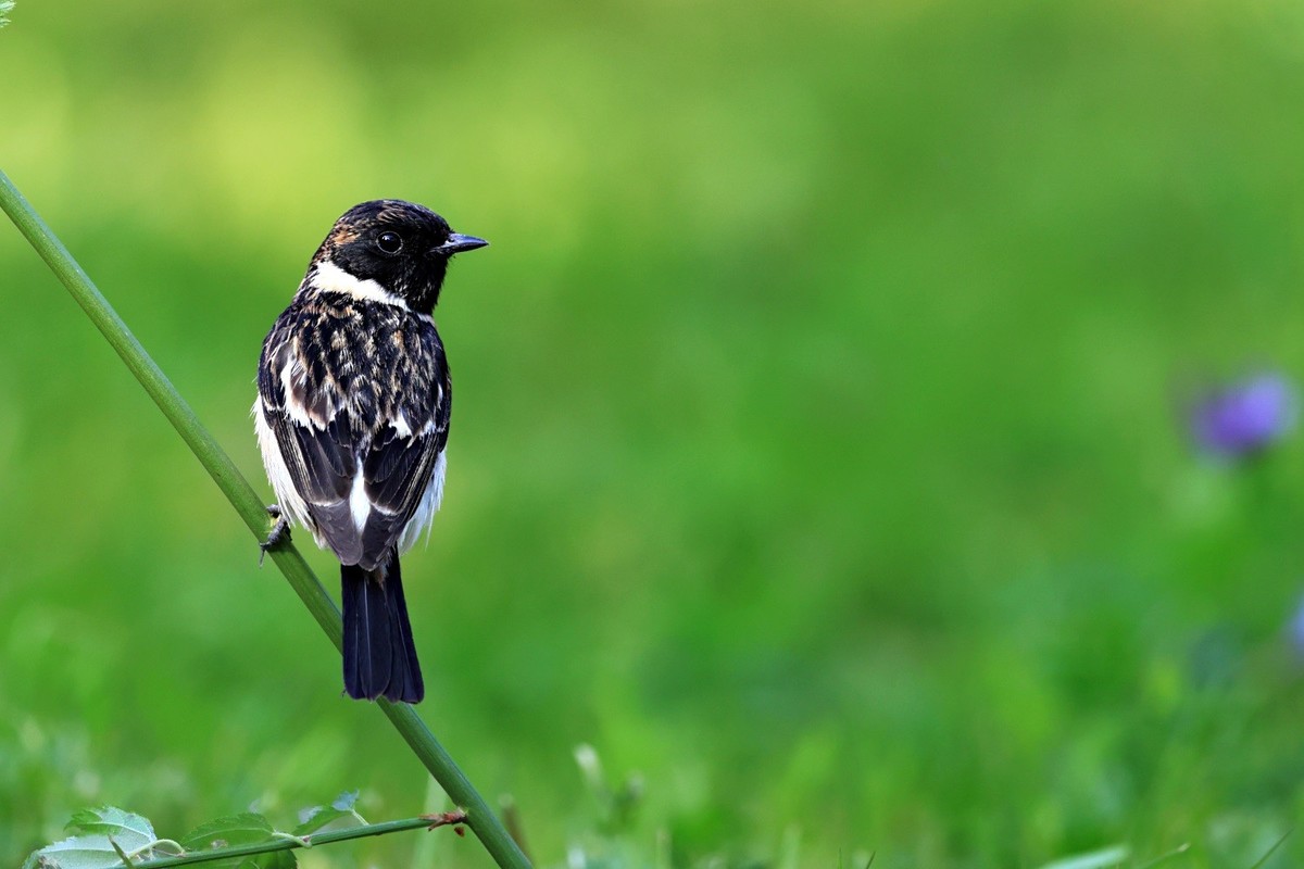 翠鸟。。。蓝歌鸲