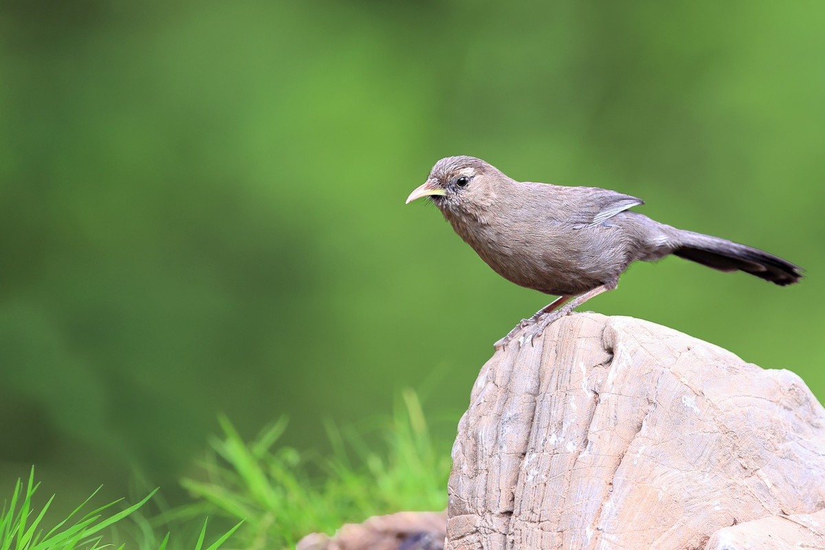 翠鸟。。。蓝歌鸲