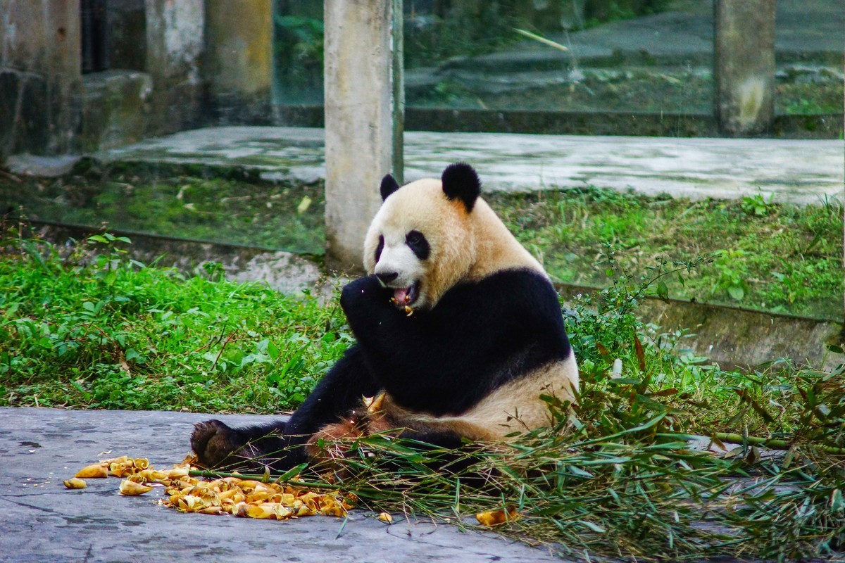 A77+美能达AF721和24105镜头闲拍重庆西郊公园