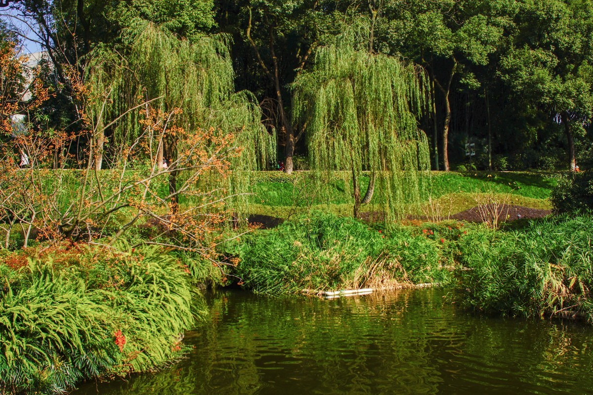 A77+美能达AF721和24105镜头闲拍重庆西郊公园