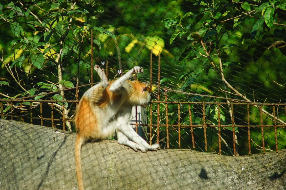 A77+美能达AF721和24105镜头闲拍重庆西郊公园