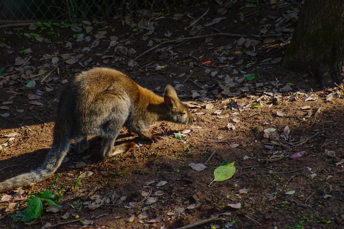A77+美能达AF721和24105镜头闲拍重庆西郊公园
