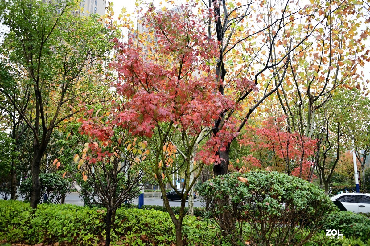 庐州漫记（336）年年岁岁冬相似，岁岁年年人不同