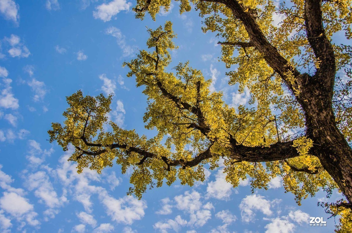 #版主坐堂#小五星空(中国)2020年12月精品荟萃