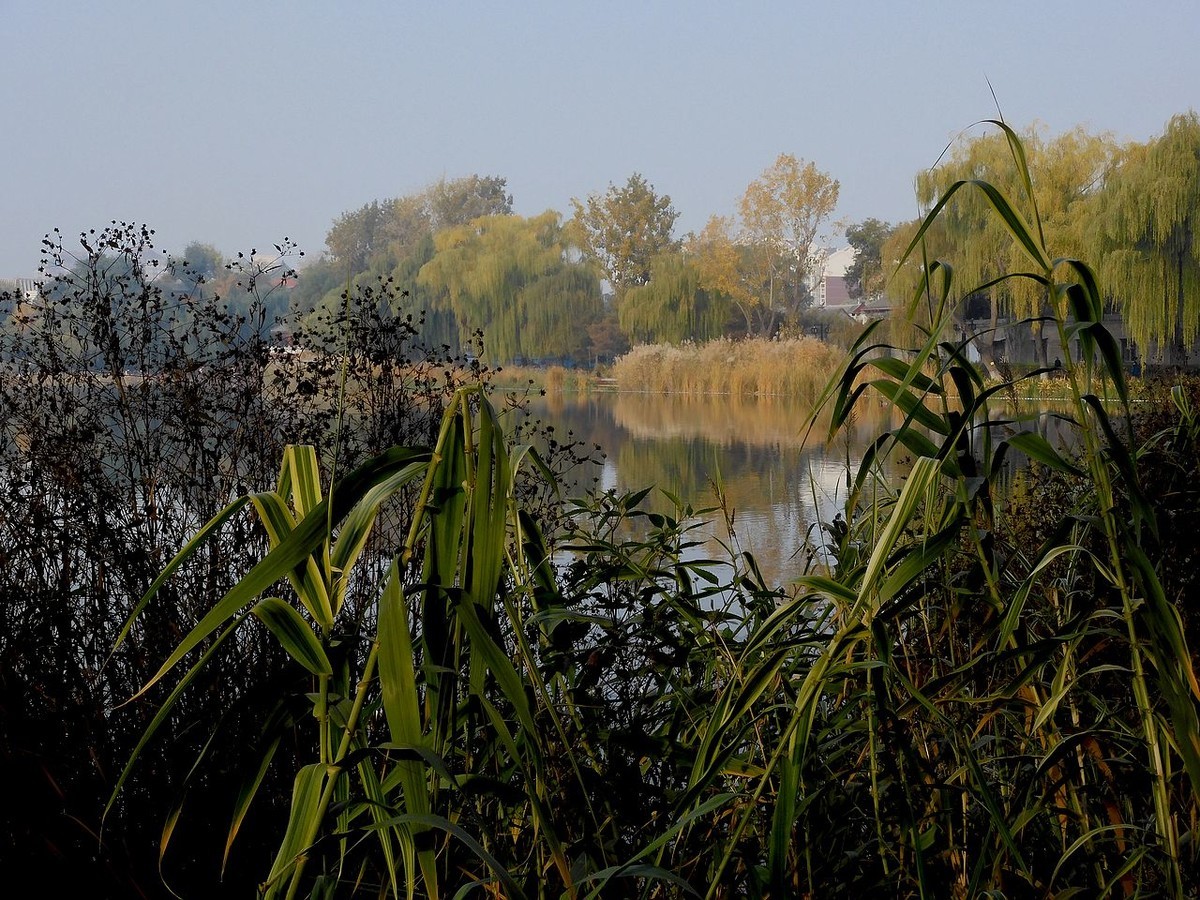 城 市 湿 地 秋 色-------。