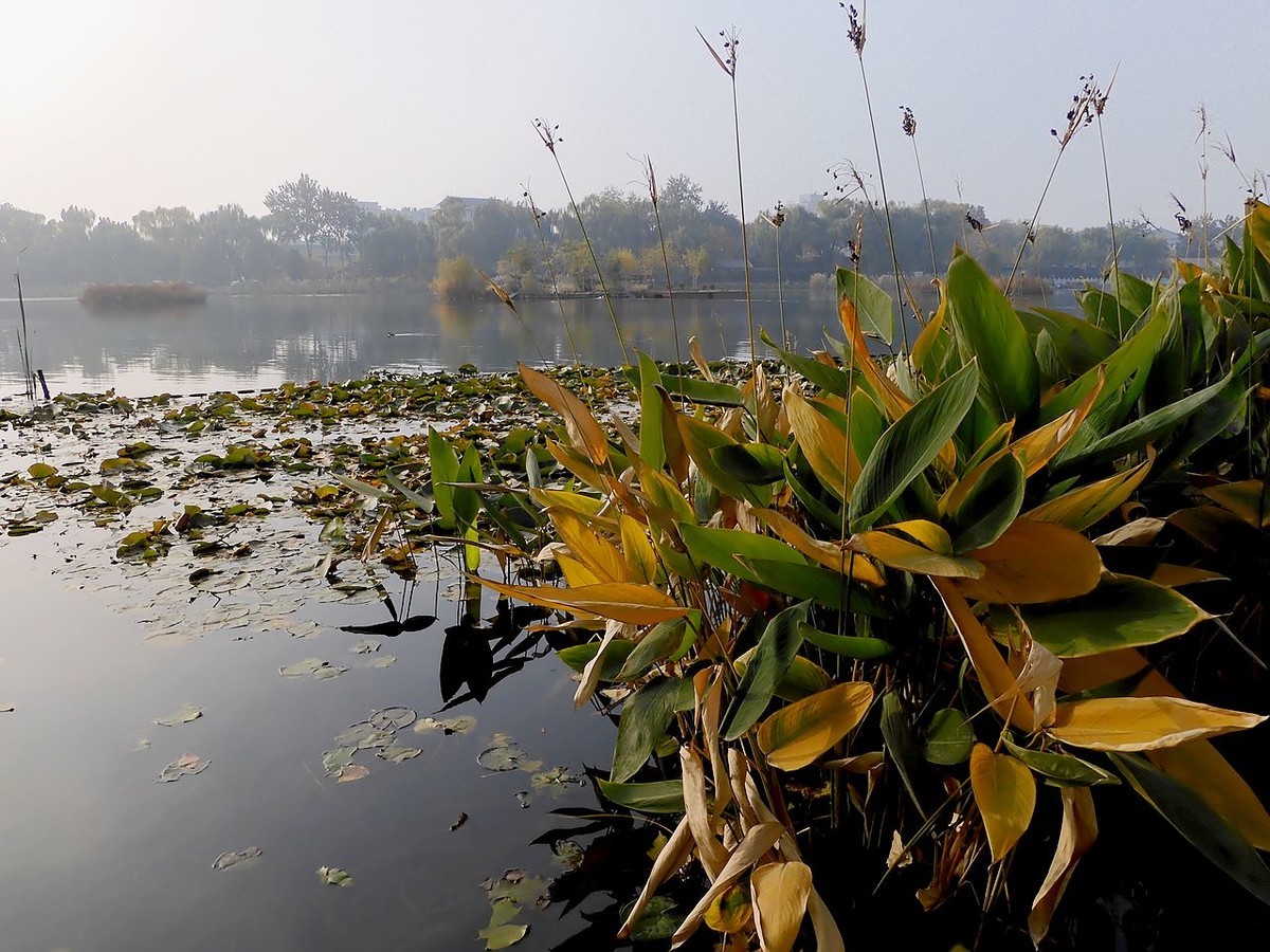 城 市 湿 地 秋 色-------。