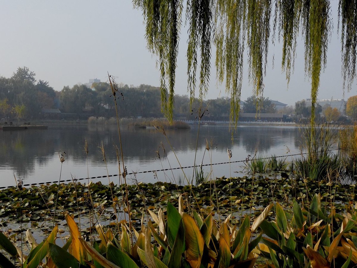 城 市 湿 地 秋 色-------。