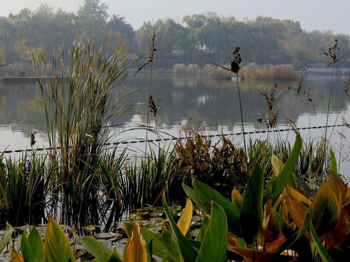 城 市 湿 地 秋 色-------。