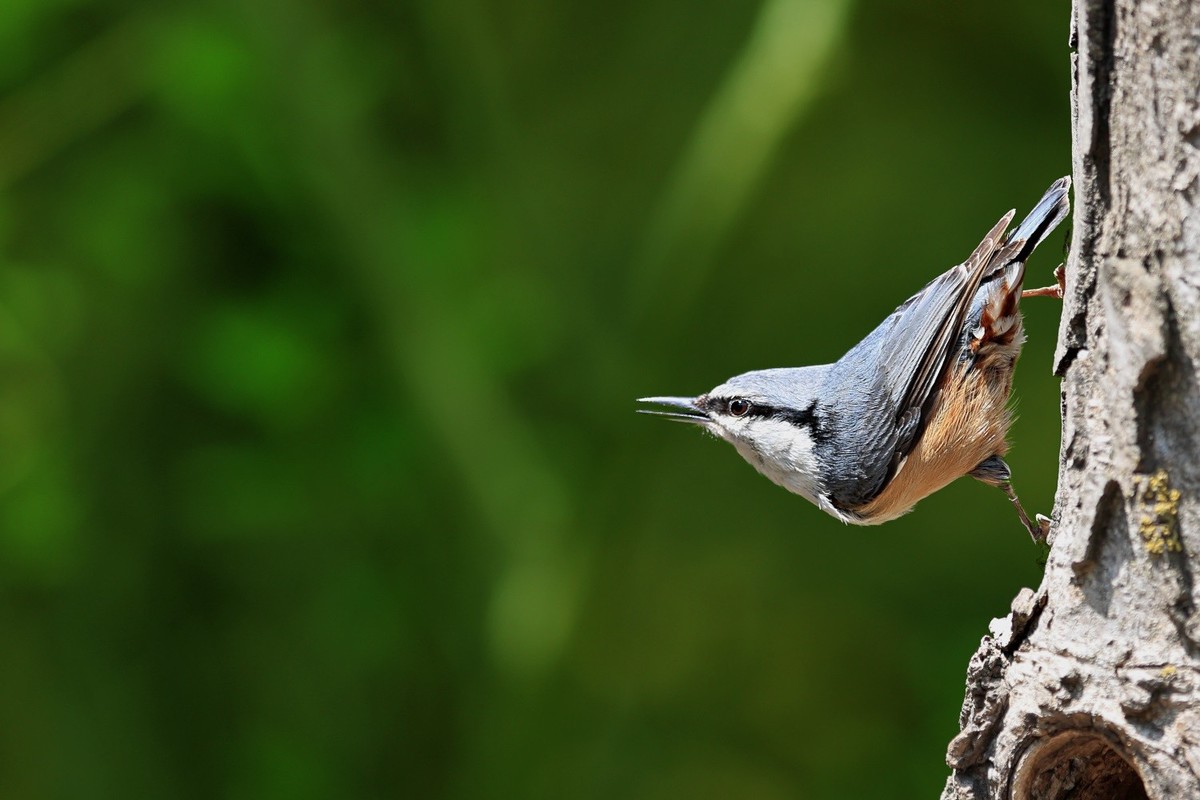 翠鸟。。。蓝歌鸲
