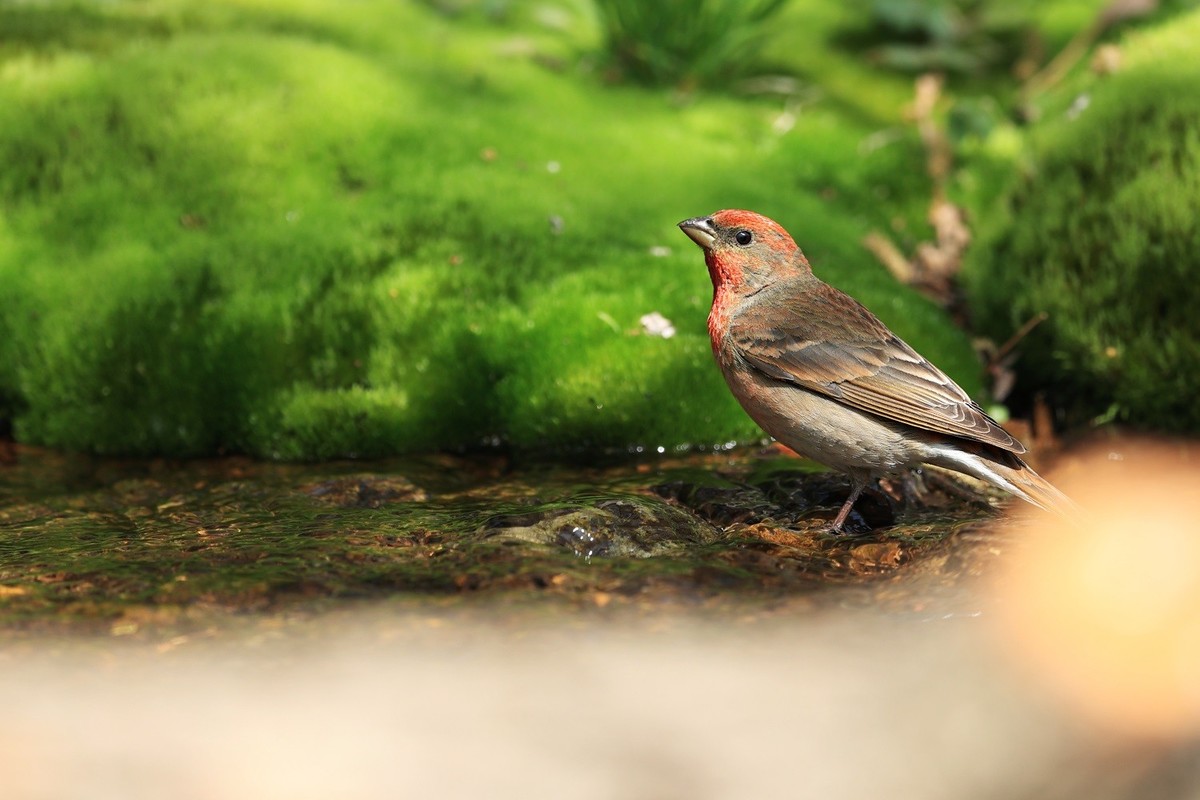 翠鸟。。。蓝歌鸲