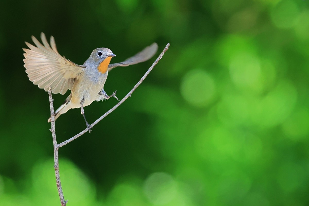 翠鸟。。。蓝歌鸲