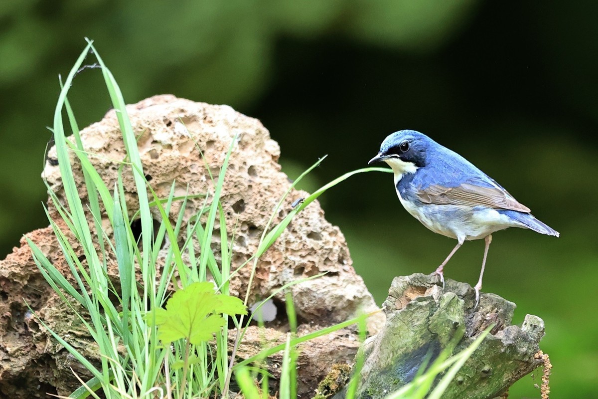 翠鸟。。。蓝歌鸲