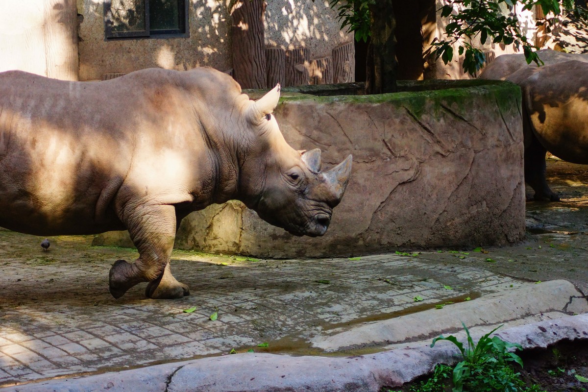 A77+美能达AF721和24105镜头闲拍重庆西郊公园