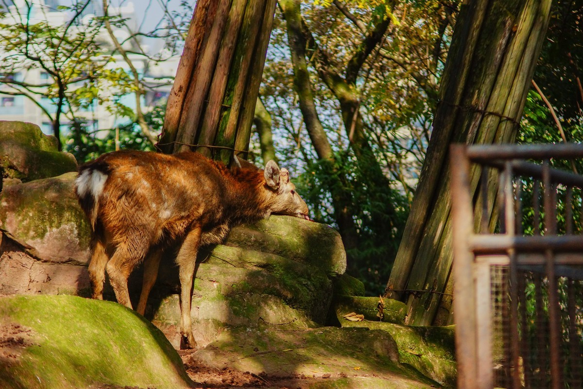 A77+美能达AF721和24105镜头闲拍重庆西郊公园