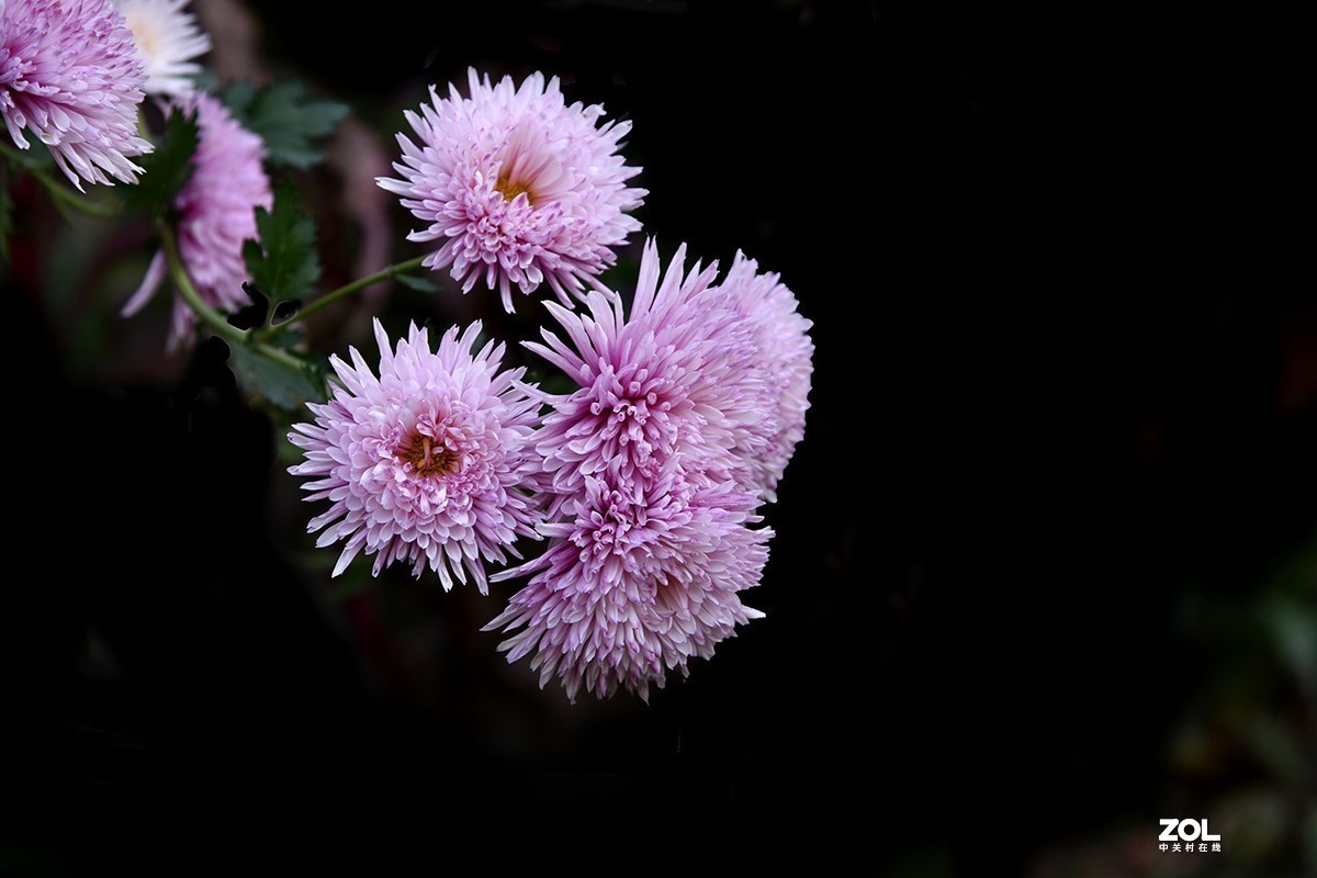 #版主坐堂#小五星空(中国)2020年12月精品荟萃