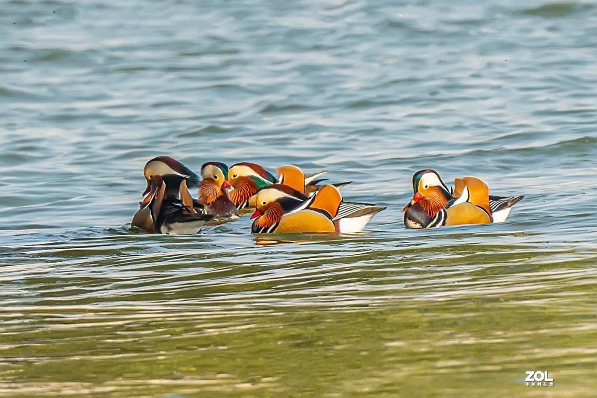 #版主坐堂#小五星空(中国)2020年12月精品荟萃