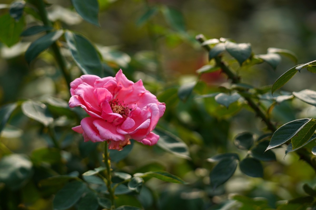 花城随拍（452）——云台花园随拍（14）