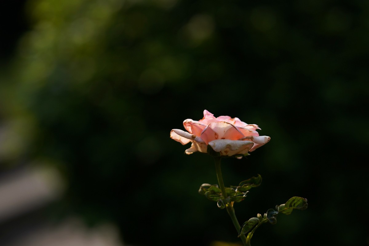 花城随拍（452）——云台花园随拍（14）