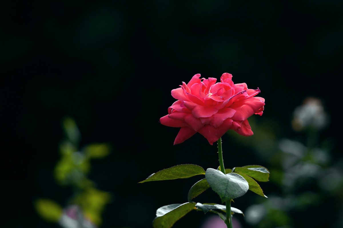 花城随拍（452）——云台花园随拍（14）