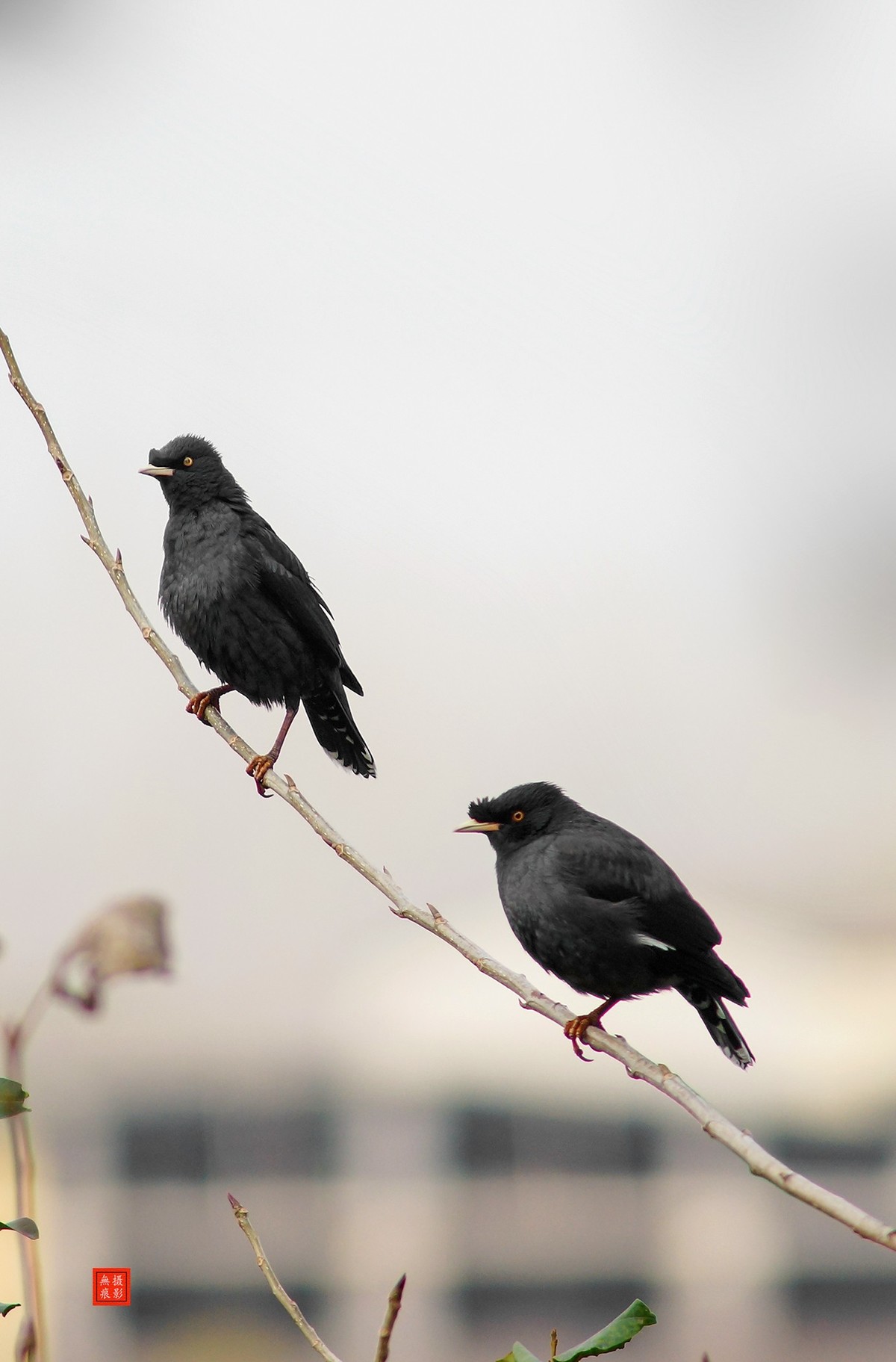 八哥-中关村在线摄影论坛