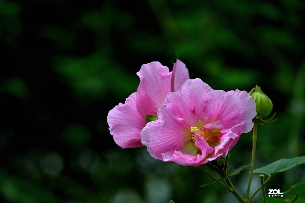 #版主坐堂#小五星空(中国)2020年12月精品荟萃