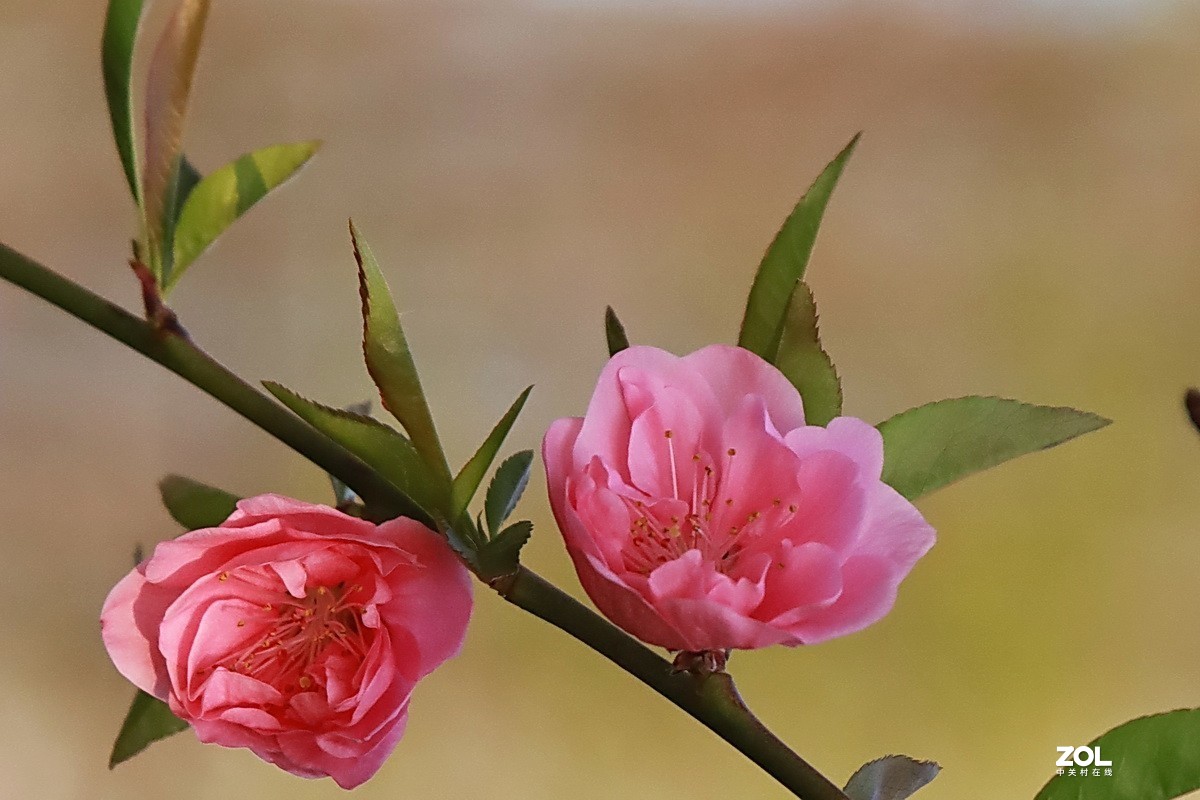 关东百花园228粉色碧桃花