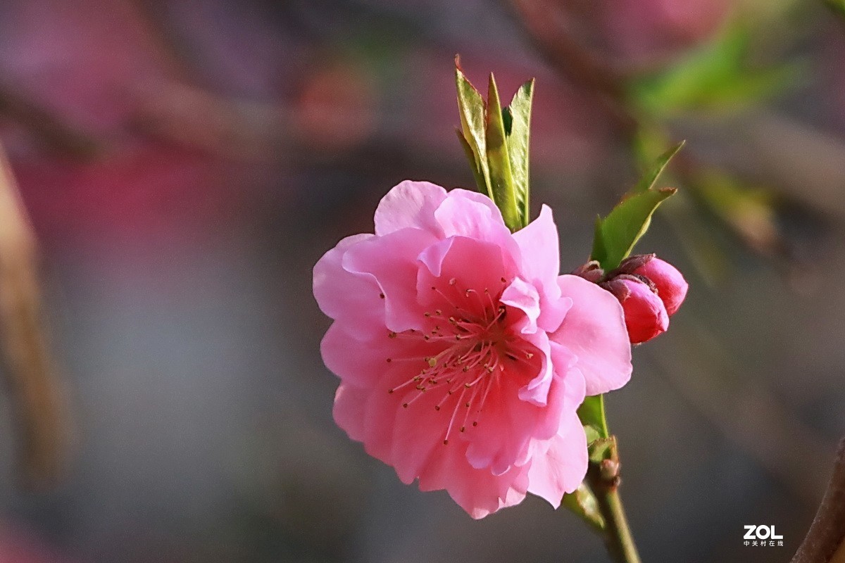 关东百花园228粉色碧桃花