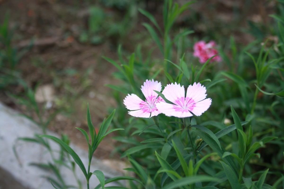 国庆节花卉练习