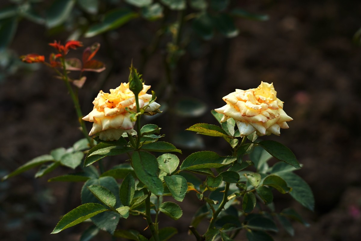 花城随拍（452）——云台花园随拍（14）