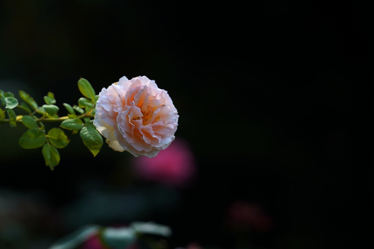 花城随拍（452）——云台花园随拍（14）