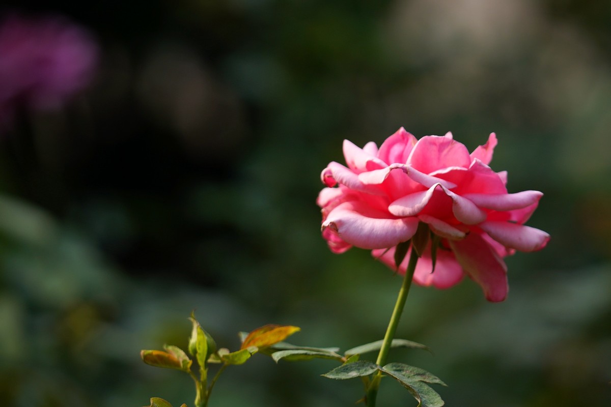 花城随拍（452）——云台花园随拍（14）