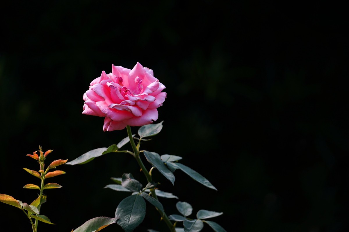 花城随拍（452）——云台花园随拍（14）