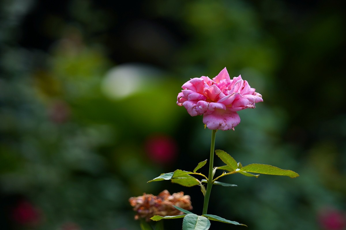 花城随拍（452）——云台花园随拍（14）