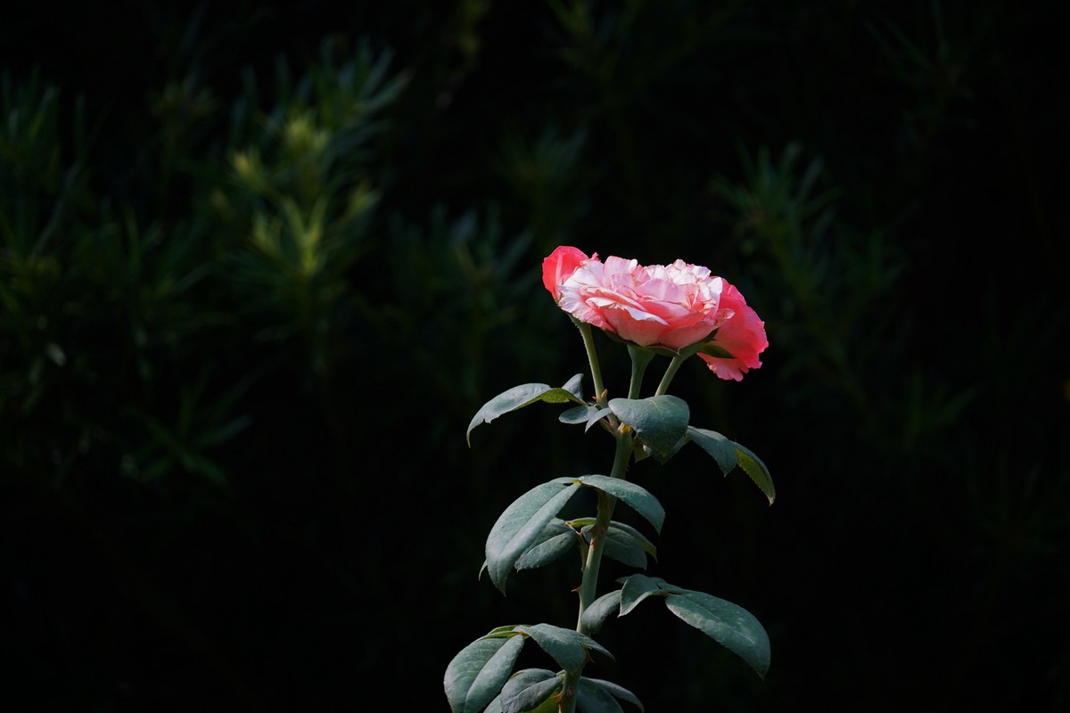 花城随拍（452）——云台花园随拍（14）