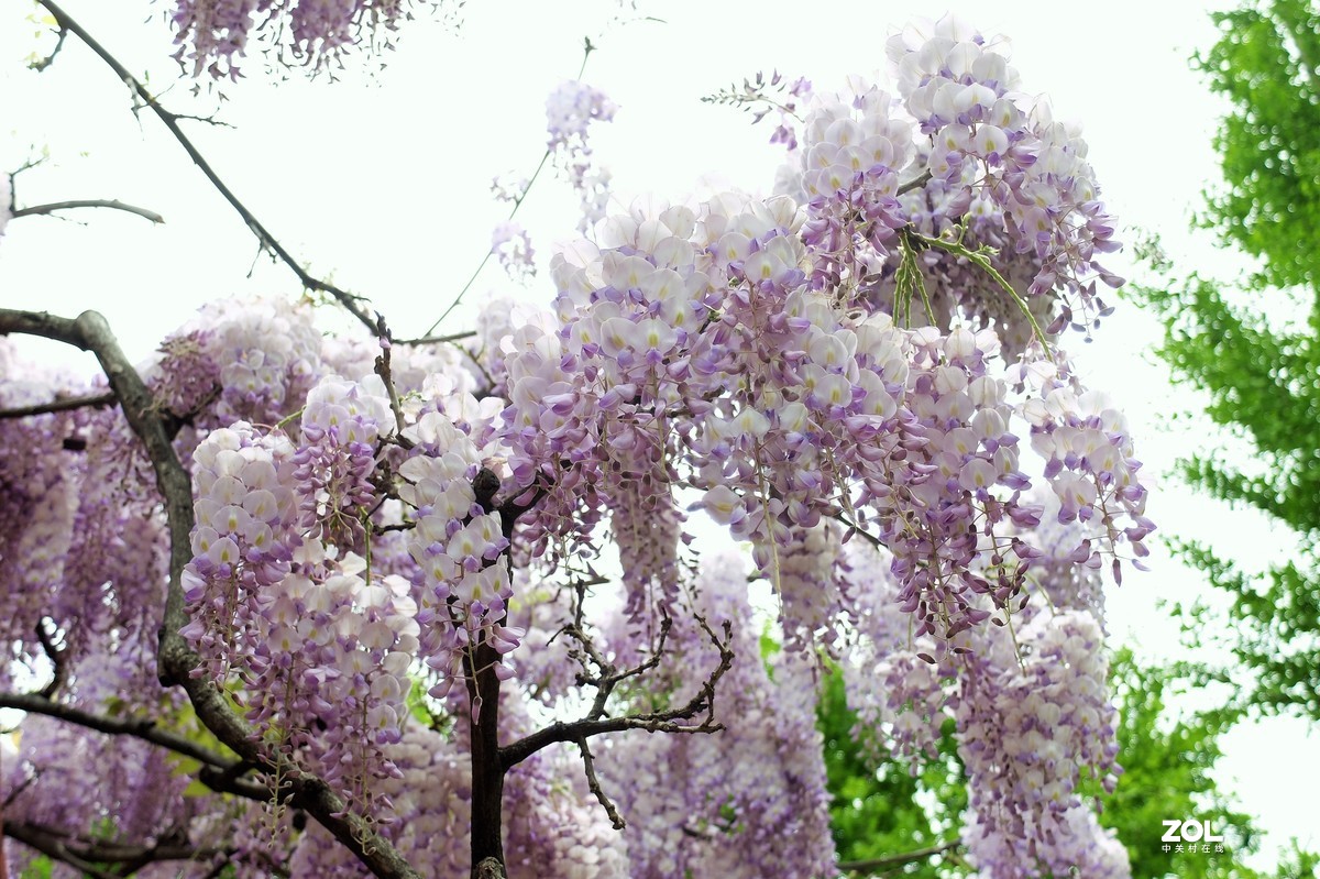 【紫藤花开】——摄于上海嘉定紫藤园