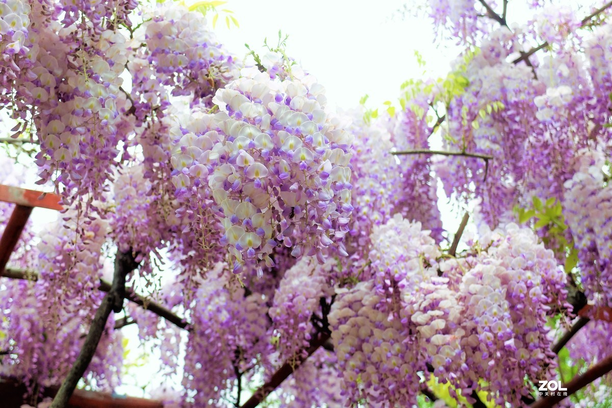 【紫藤花开】——摄于上海嘉定紫藤园