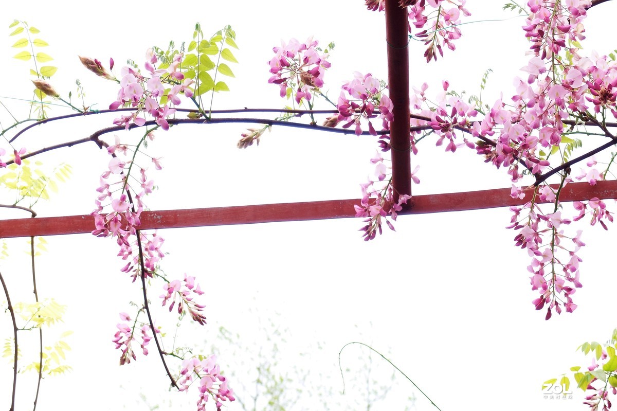 【紫藤花开】——摄于上海嘉定紫藤园