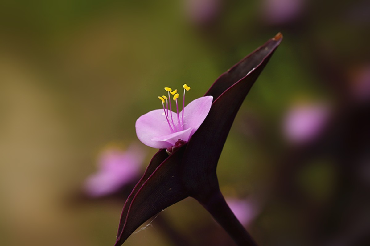 暖春紫竹梅花开