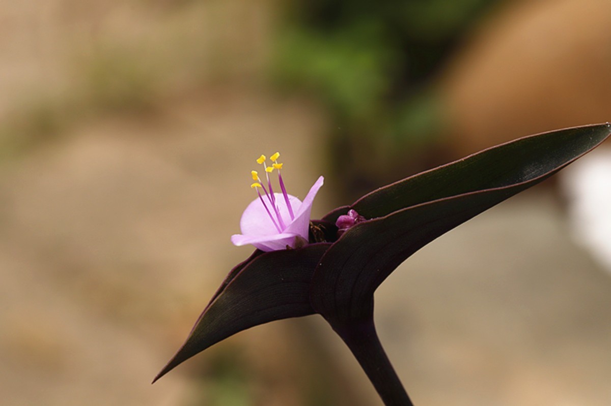 暖春紫竹梅花开
