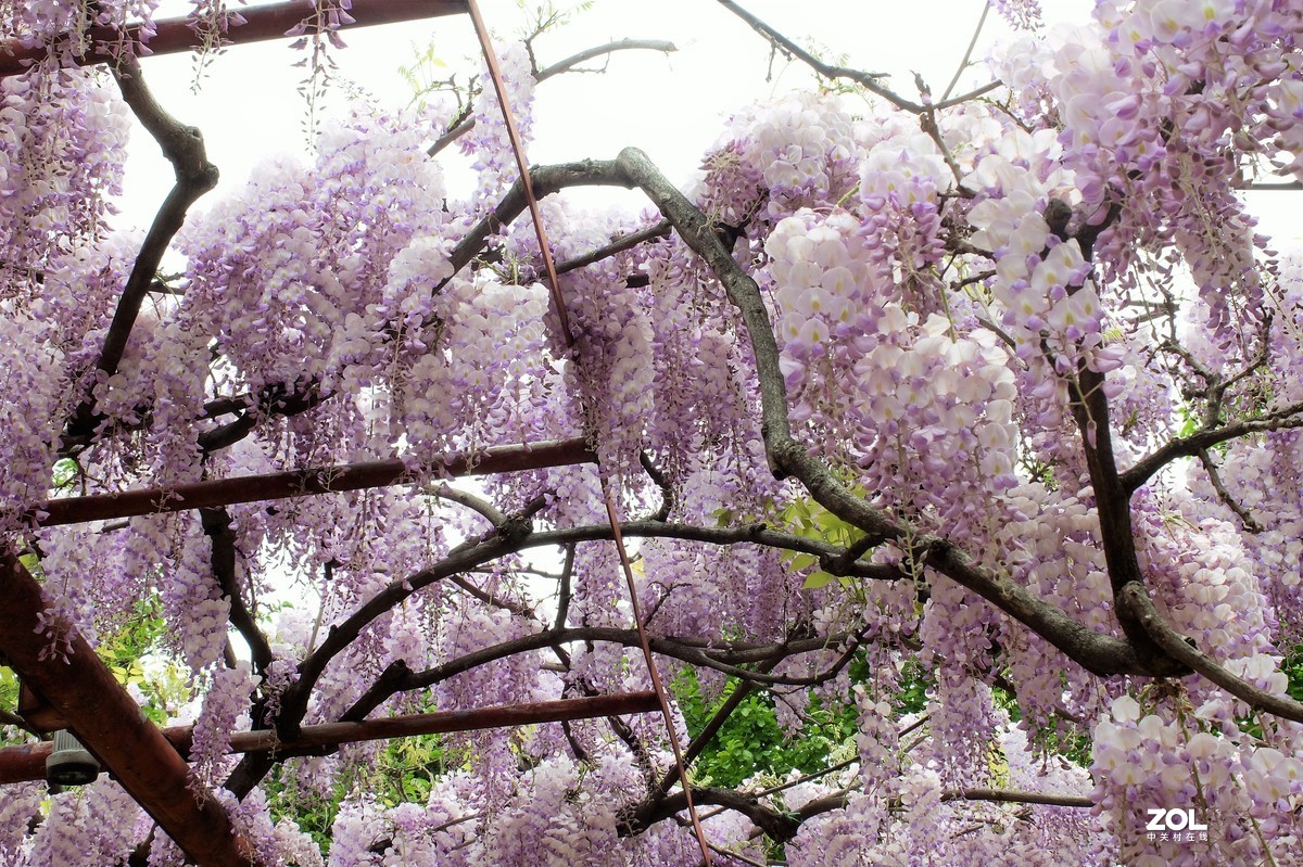 【紫藤花开】——摄于上海嘉定紫藤园